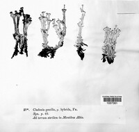 Cladonia gracilis f. hybrida image
